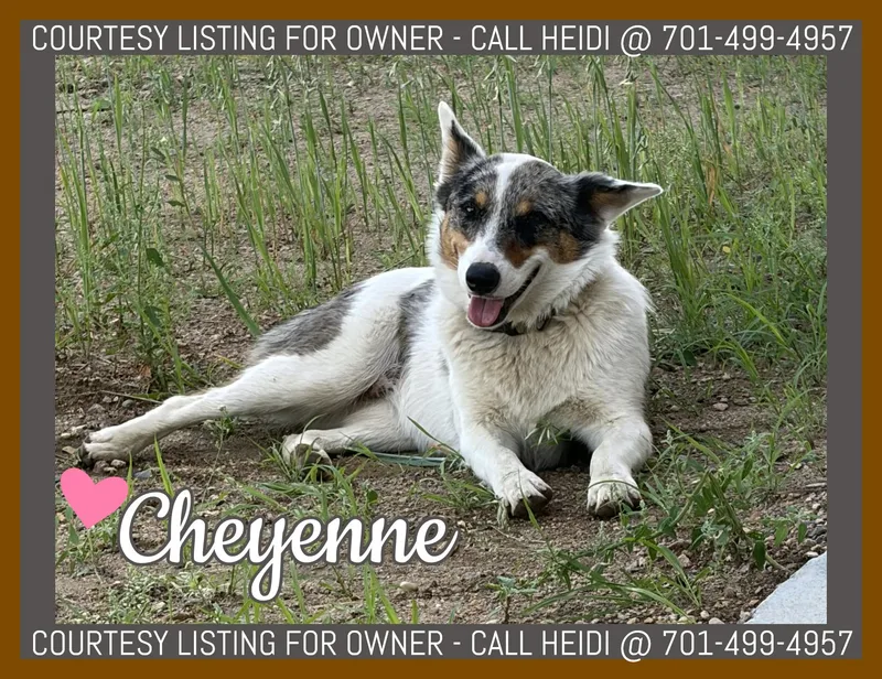 An adult medium-sized female Australian Cattle Dog / Blue Heeler dog named Cheyenne COURTESY LISTING for adoption in Valley City, ND
