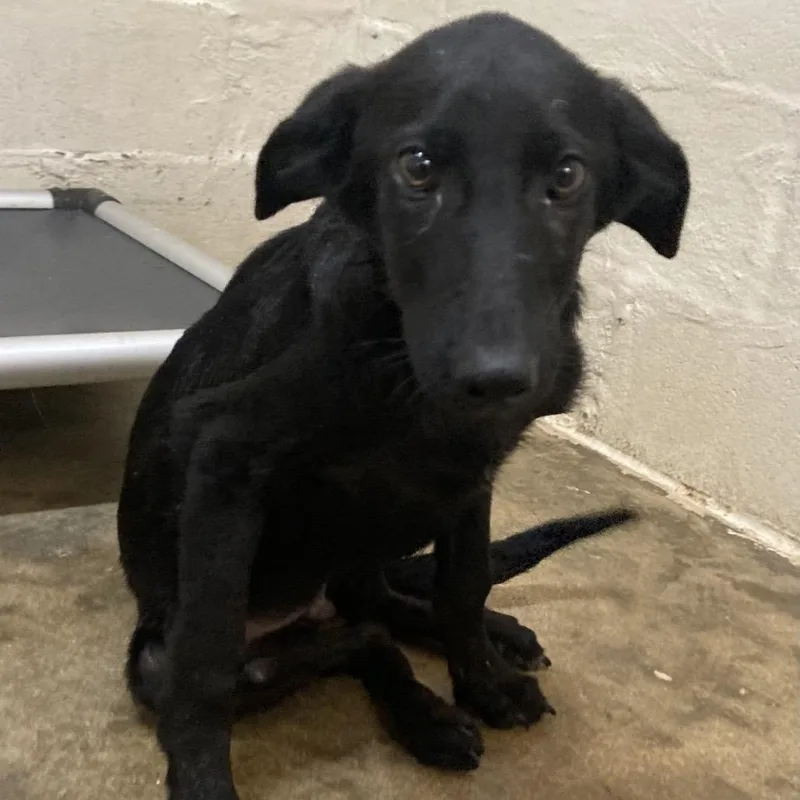 A baby small-sized male Black Labrador Retriever dog named Archie for adoption in Buffalo, MN