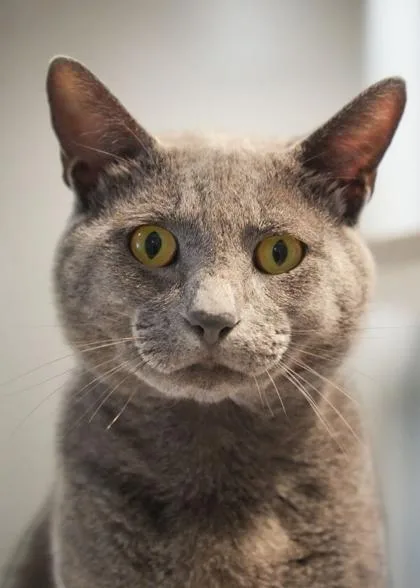 An adult large-sized male Domestic Short Hair cat named Lou for adoption in Aiken, SC