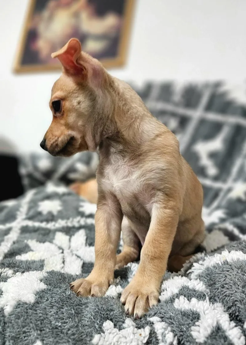 A baby small-sized female Yellow / Tan / Blond / Fawn Chihuahua dog named Tamsina WAT for adoption in Missouri City, TX