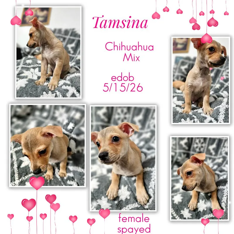 Tamsina WAT thumbnail 2