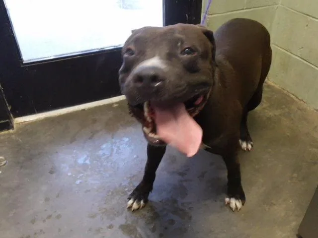 A young large-sized male Pit Bull Terrier dog named Blue for adoption in Tulsa, OK
