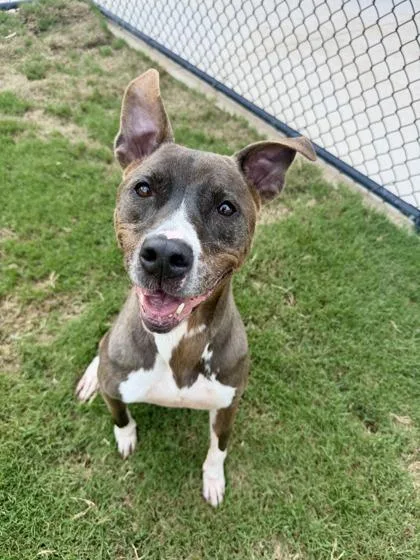 A senior medium-sized female Labrador Retriever dog named Baby for adoption in Atlanta, GA