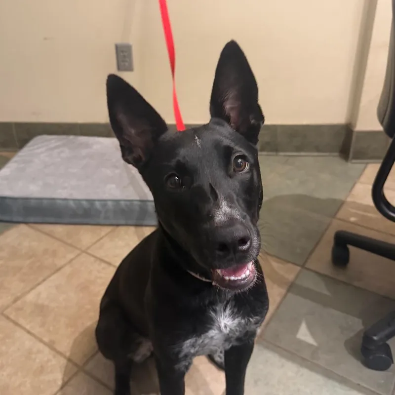 A young medium-sized female Black Mixed Breed dog named Saffron for adoption in Chattanooga, TN