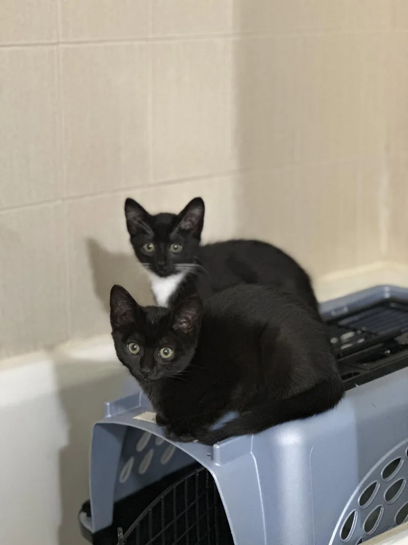 A baby medium-sized female Black & White / Tuxedo Domestic Short Hair cat named Mary for adoption in Forest, VA