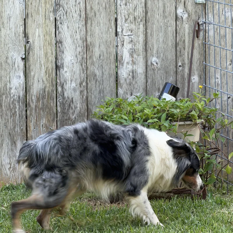Banjo