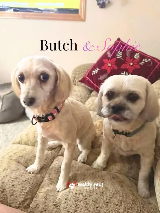 A senior small-sized female White / Cream Havanese dog named Sophie for adoption in Council Bluffs, IA