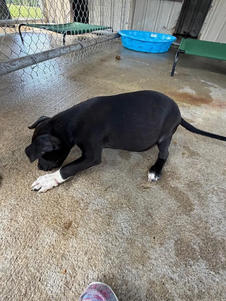 A young small-sized male Black Labrador Retriever dog named Jelly Bean for adoption in Centralia, IL