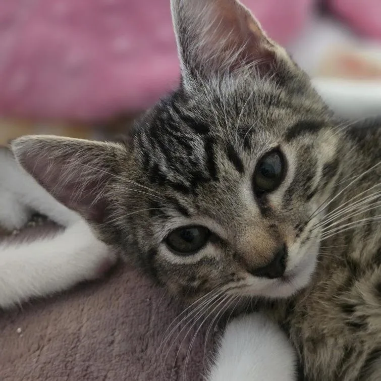 A baby small-sized female Calico Domestic Short Hair cat named Figgy for adoption in Brea, CA
