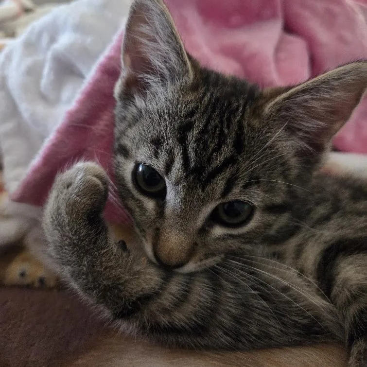 Figgy thumbnail 3