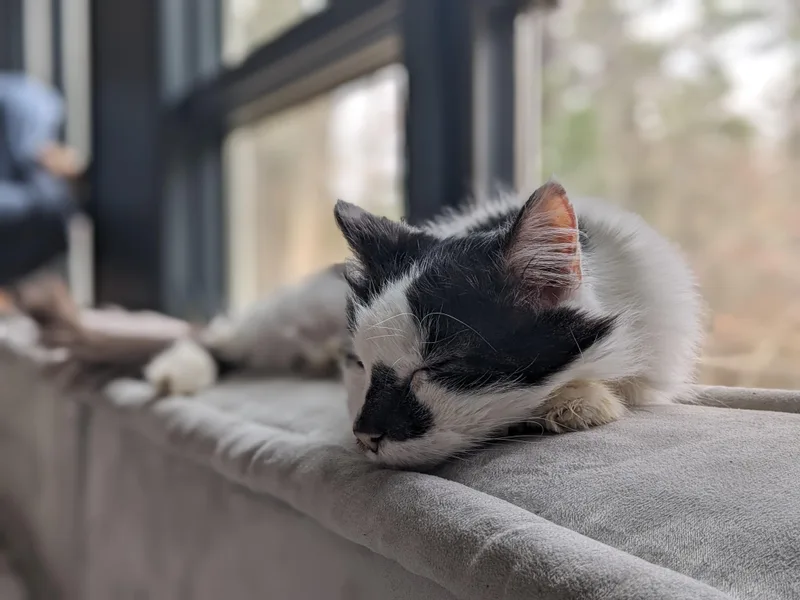 A senior medium-sized female Black & White / Tuxedo Domestic Long Hair cat named Ash Wolf for adoption in Fairfax, VA