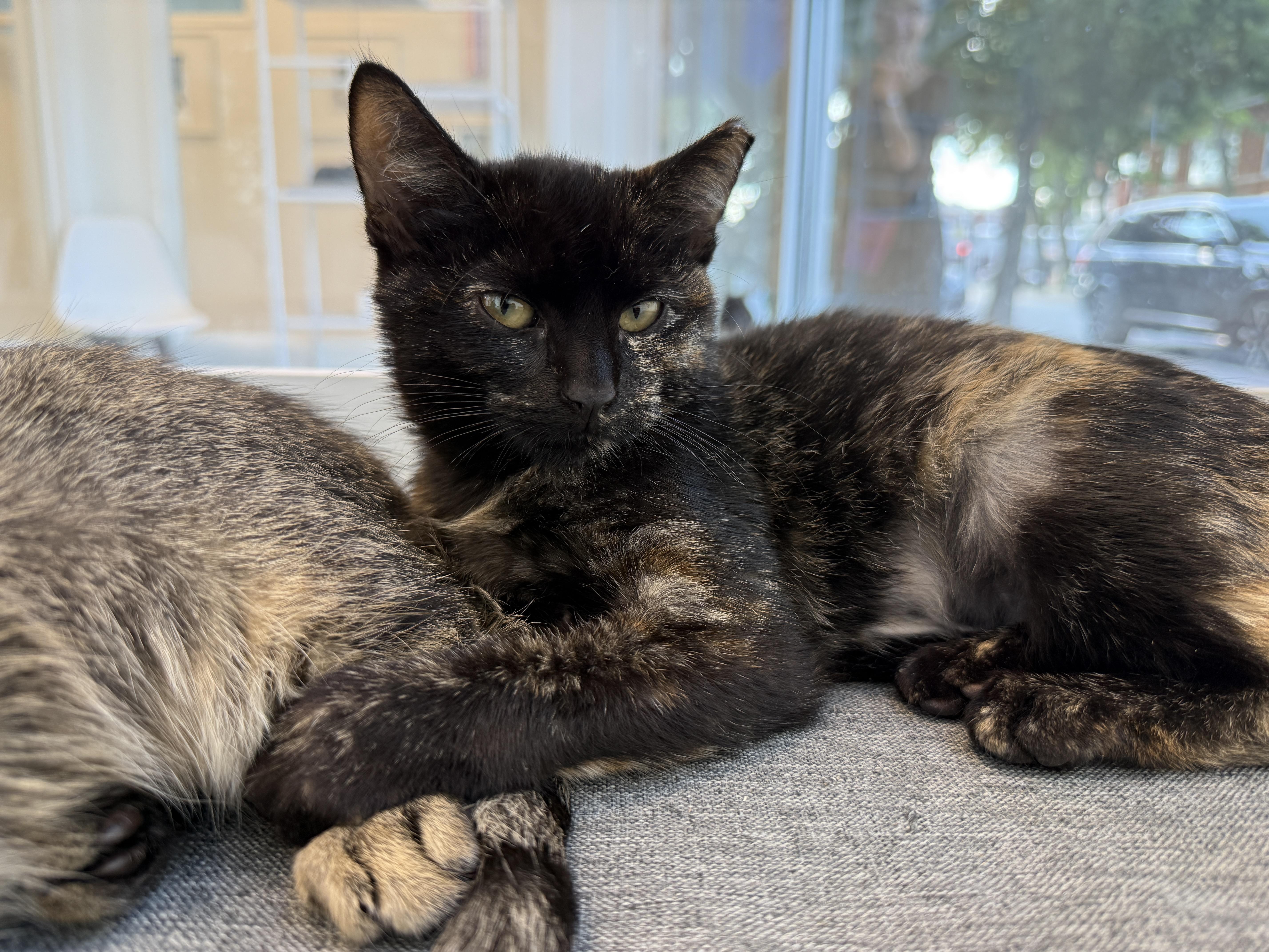 A baby medium-sized female Domestic Short Hair cat named Gemma for adoption in Evanston, IL