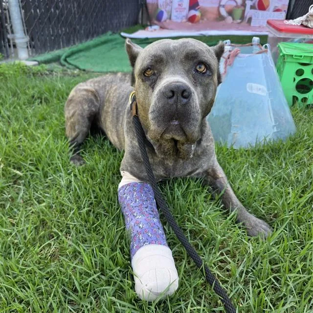 A young medium-sized female Mastiff dog named Bentley for adoption in Long Beach, CA