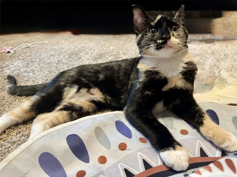 A baby medium-sized female Calico Domestic Short Hair cat named Chispa for adoption in Houston, TX