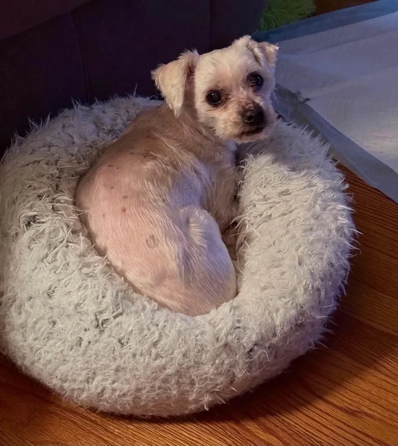 A senior small-sized male Lhasa Apso dog named Alvin for adoption in De Pere, WI
