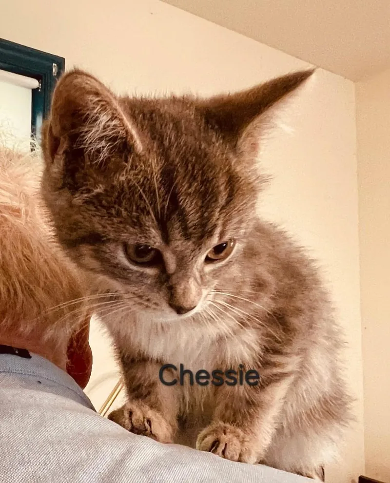A young medium-sized female Domestic Short Hair cat named The C Family for adoption in Floyd, VA