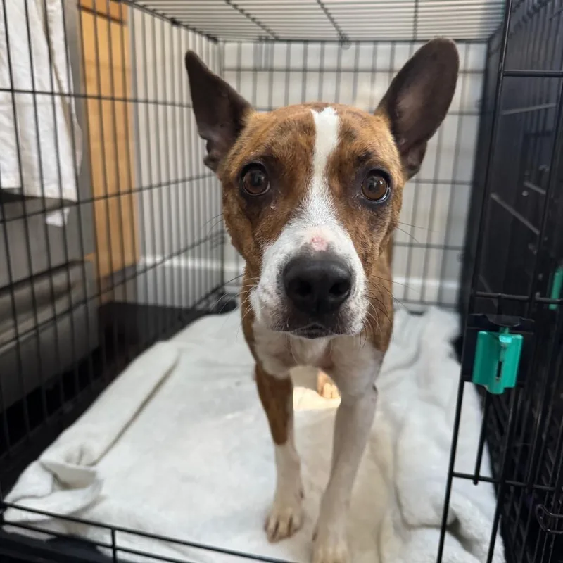 A young small-sized female Red / Chestnut / Orange Terrier dog named Ohana for adoption in Rockville, MD