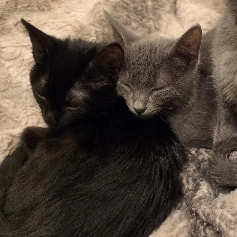 A baby small-sized male Black Domestic Short Hair cat named Puddles for adoption in Pleasant Hill, CA