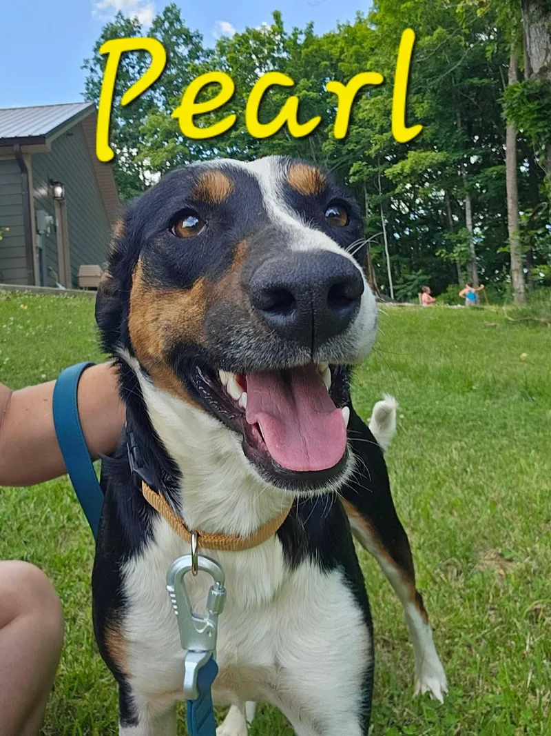 A young medium-sized female Hound dog named Pearl for adoption in Hilham, TN