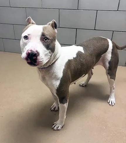 A young large-sized female Brown / Chocolate Mixed Breed dog named Belladonna for adoption in Nashville, TN