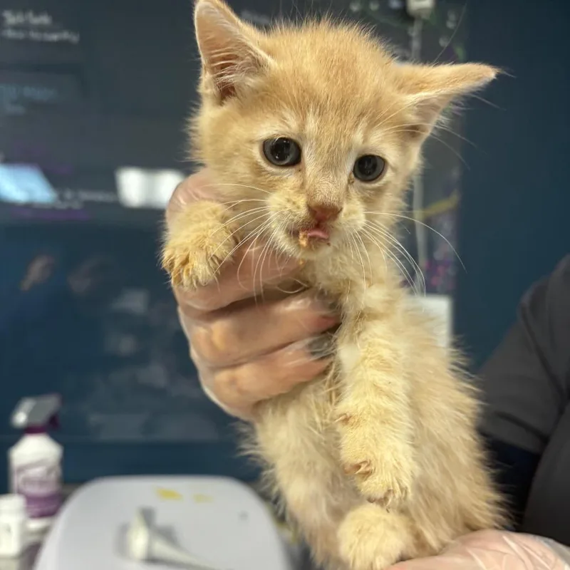 A baby small-sized male Buff / Tan / Fawn Domestic Short Hair cat named Lego for adoption in Newark, NJ
