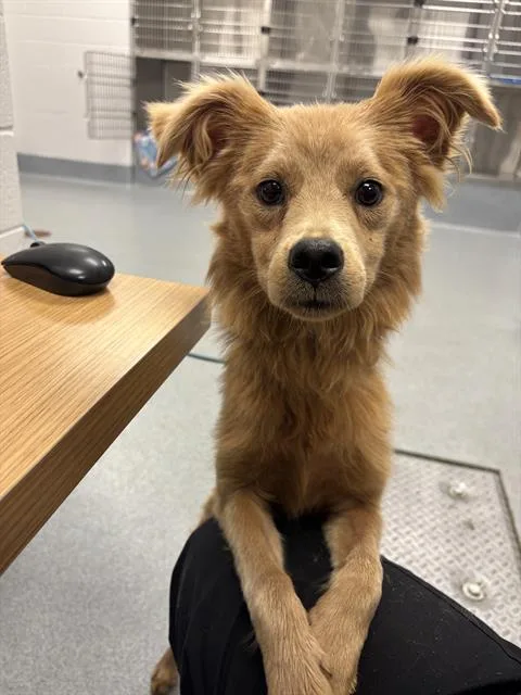 A young small-sized female Labrador Retriever dog named Meep for adoption in Indianapolis, IN