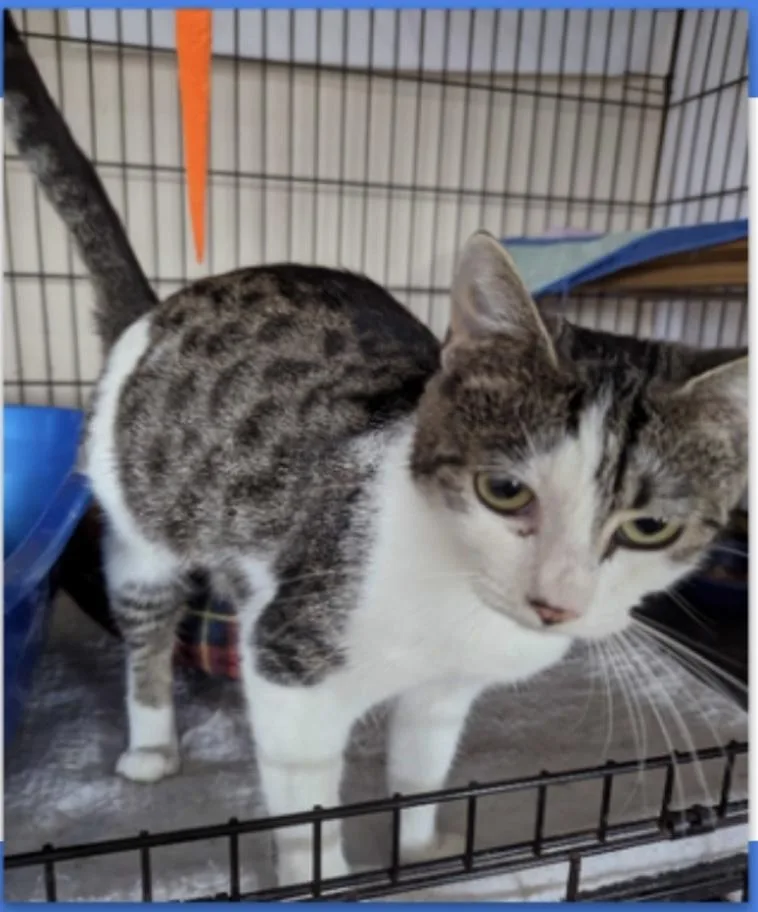 An adult medium-sized female Gray / Blue / Silver Domestic Short Hair cat named Amelia for adoption in Abingdon, VA