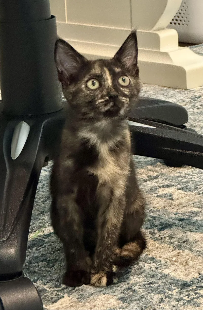 A baby medium-sized female Domestic Short Hair cat named Miss walton for adoption in Collierville, TN