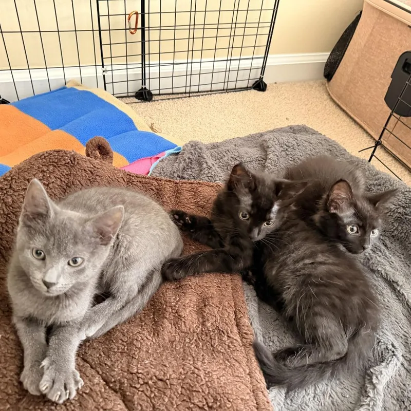 A baby small-sized male Gray / Blue / Silver Domestic Short Hair cat named Dusky for adoption in Charlotte, NC