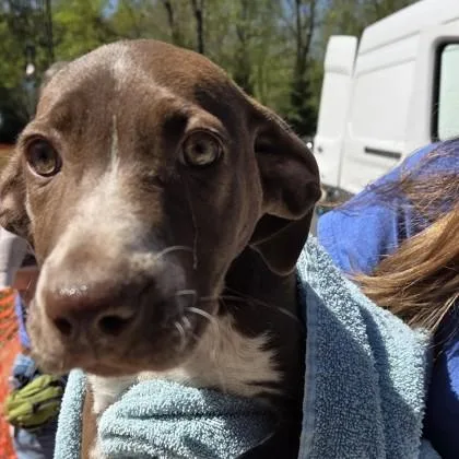 A baby small-sized female German Shorthaired Pointer dog named Yodel for adoption in Voorhees, NJ