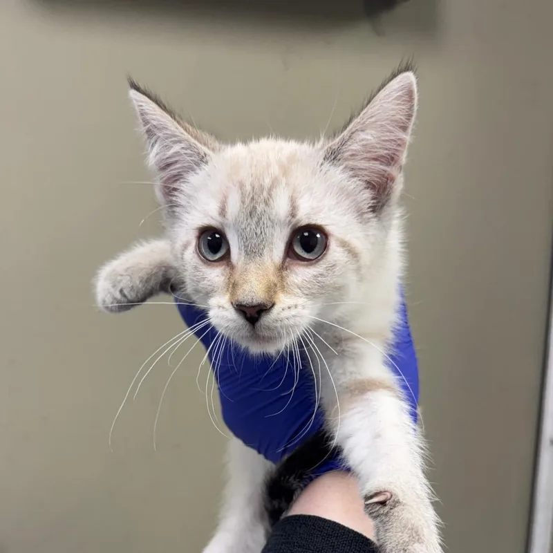 A baby small-sized female Cream / Ivory Domestic Short Hair cat named Club Lulu for adoption in West Olive, MI