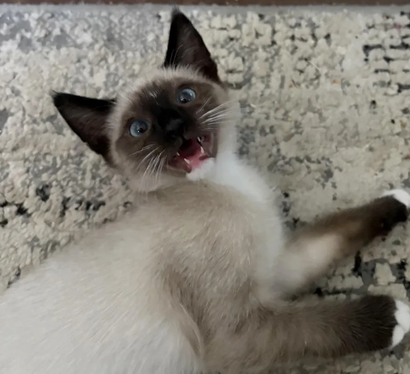 A baby medium-sized male Domestic Short Hair cat named Flurry for adoption in Reno, NV