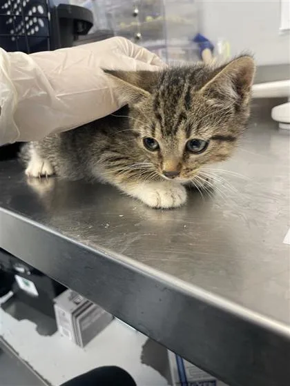 A baby small-sized female Domestic Short Hair cat named Butterfly for adoption in West Chester, PA