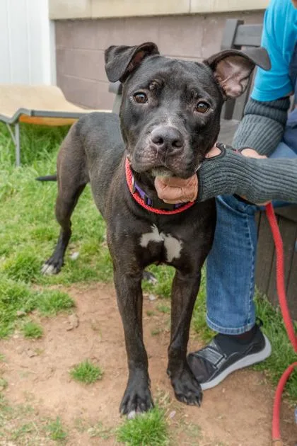 An adult large-sized male Mixed Breed dog named Jumble for adoption in Chamblee, GA
