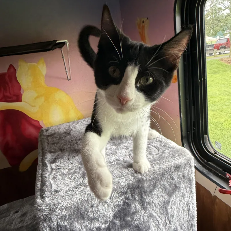 A young medium-sized male Tuxedo cat named Beans for adoption in Avondale, PA