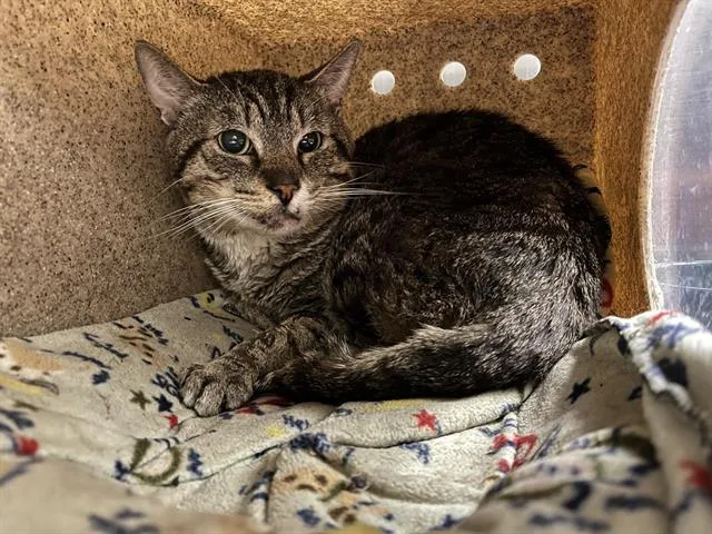 A young medium-sized male Domestic Short Hair cat named Bolt for adoption in Albuquerque, NM