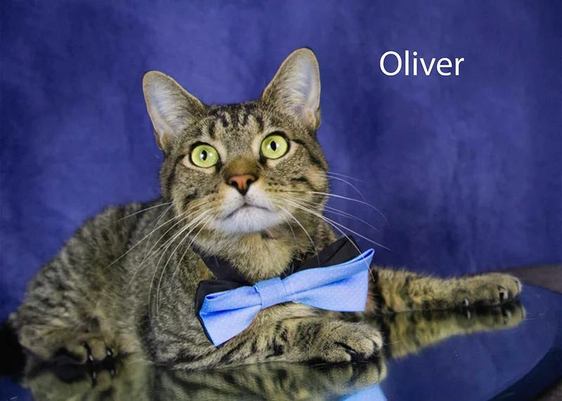 An adult medium-sized male Tabby (Gray / Blue / Silver) Tabby cat named Oliver for adoption in York, NE