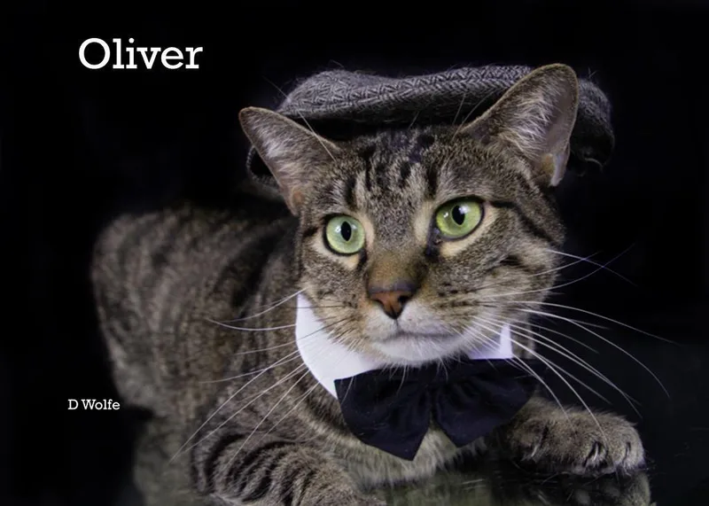 Oliver thumbnail 2