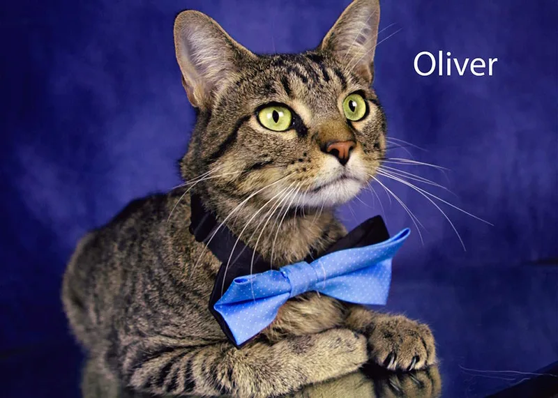 Oliver thumbnail 3