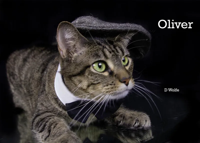 Oliver thumbnail 4