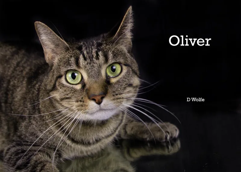 Oliver thumbnail 5