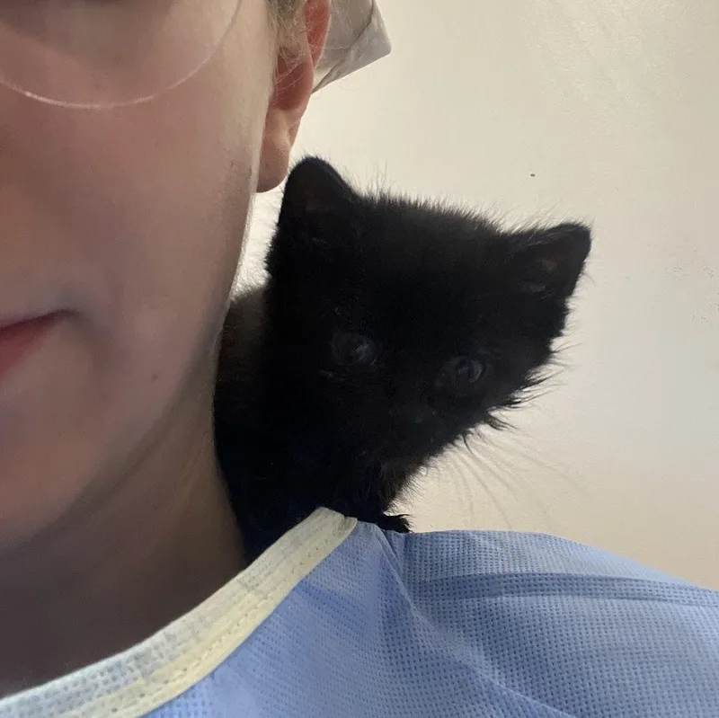 A baby medium-sized male Black Domestic Medium Hair cat named Kettlebell for adoption in Salisbury, NC