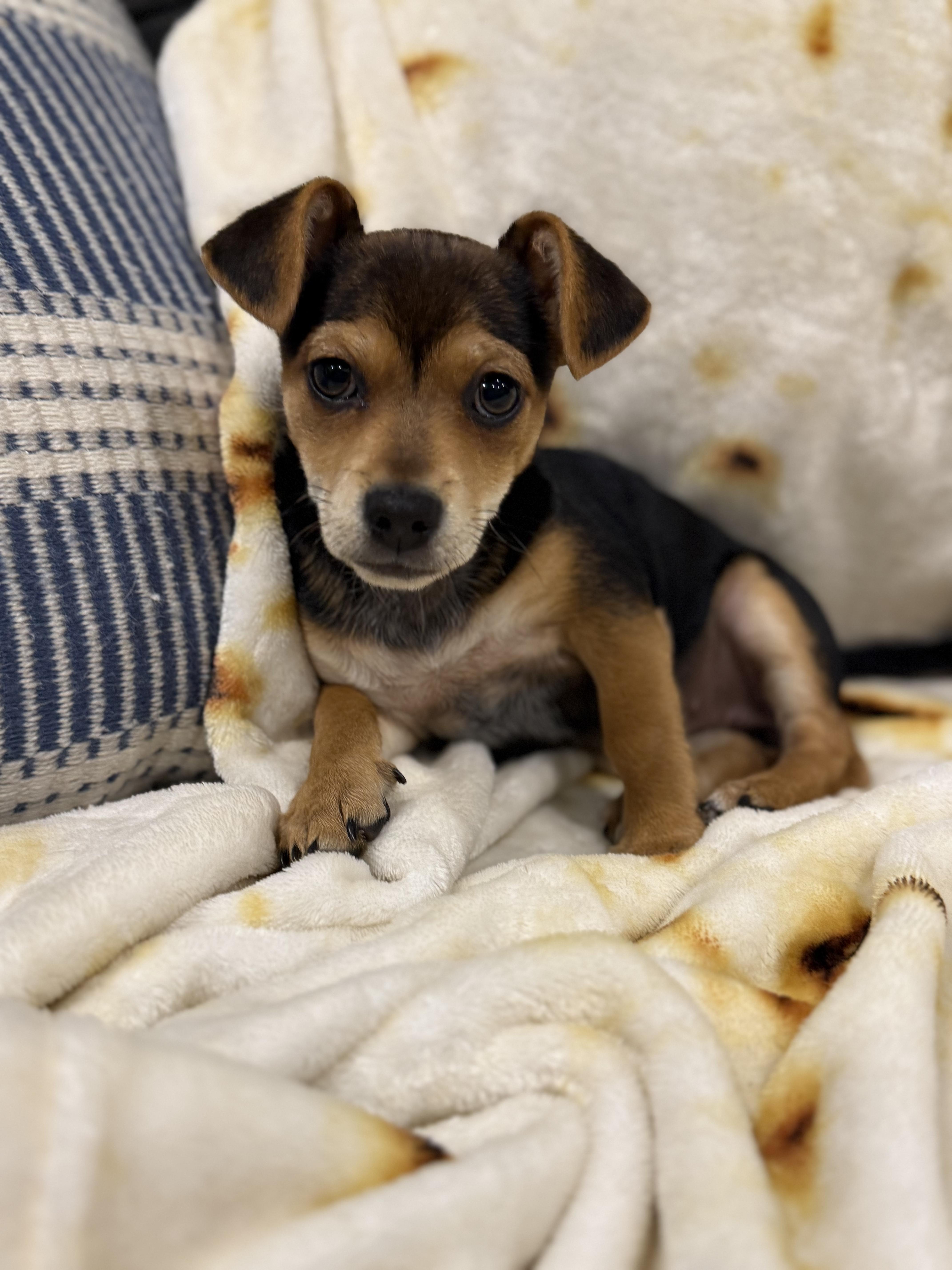 A baby small-sized female Chihuahua dog named Lily for adoption in Penryn, CA