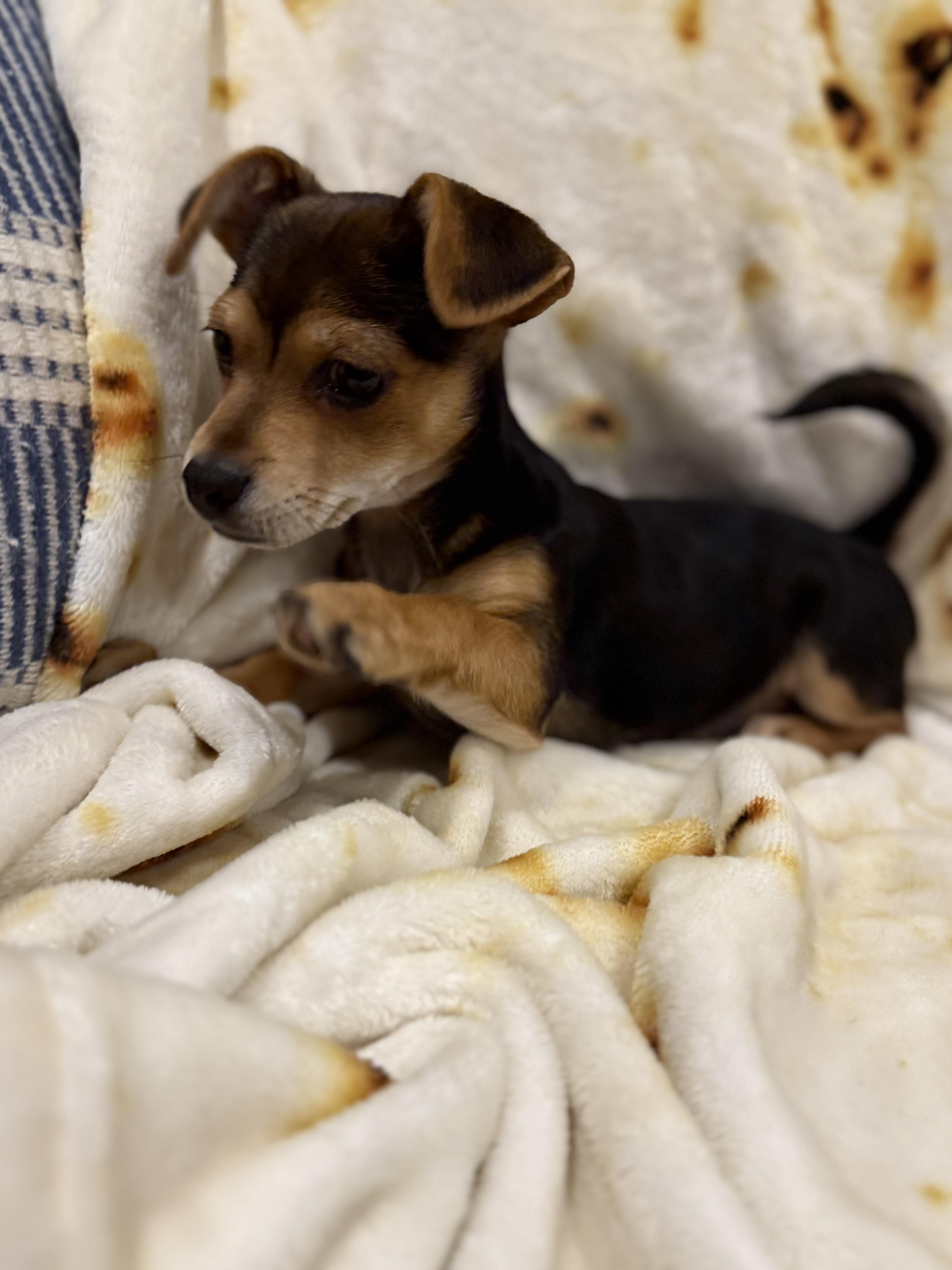 Lily thumbnail 3