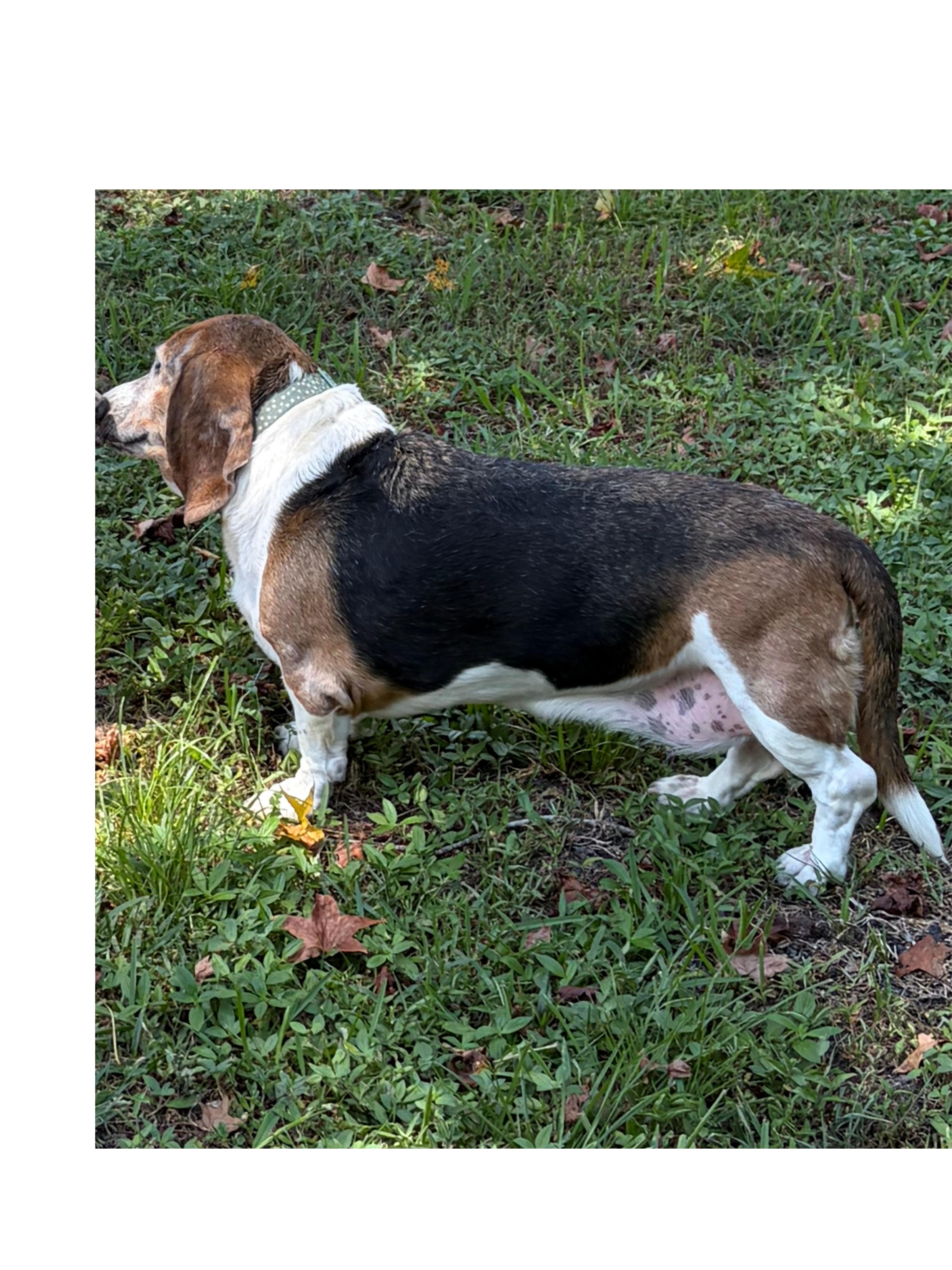 A senior medium-sized female Tricolor (Brown, Black, & White) Basset Hound dog named Sadie & Leia for adoption in Auburndale, FL