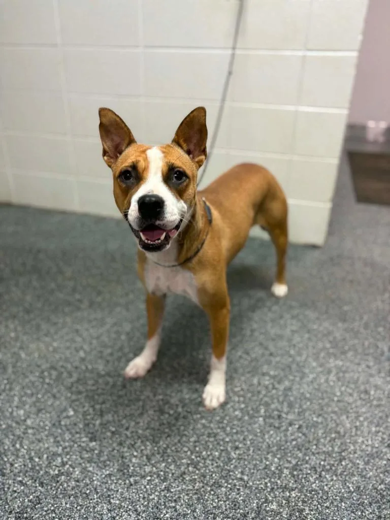 A young medium-sized female Mixed Breed dog named D Billie Jean for adoption in Tifton, GA