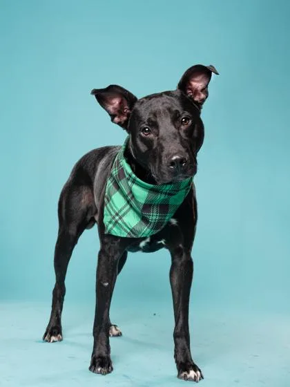 An adult large-sized male Mixed Breed dog named Whammy for adoption in Atlanta, GA