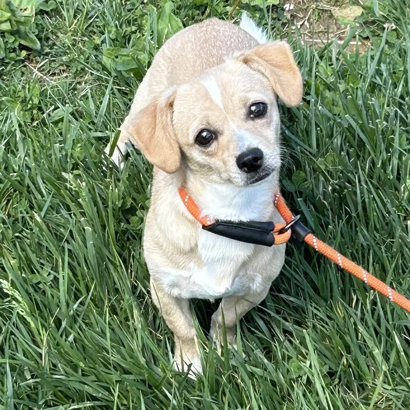 A young small-sized female Chihuahua dog named Cuddles for adoption in Norwood, OH