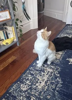 A young medium-sized male Orange & White Domestic Short Hair cat named Marmalade for adoption in San Francisco, CA