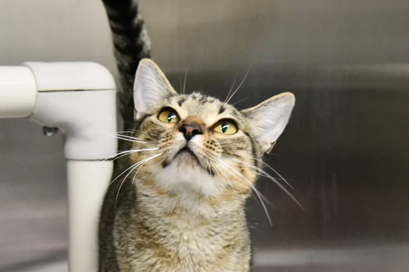 A young medium-sized female Tabby (Buff / Tan / Fawn) Domestic Short Hair cat named Spice for adoption in Fairhope, AL